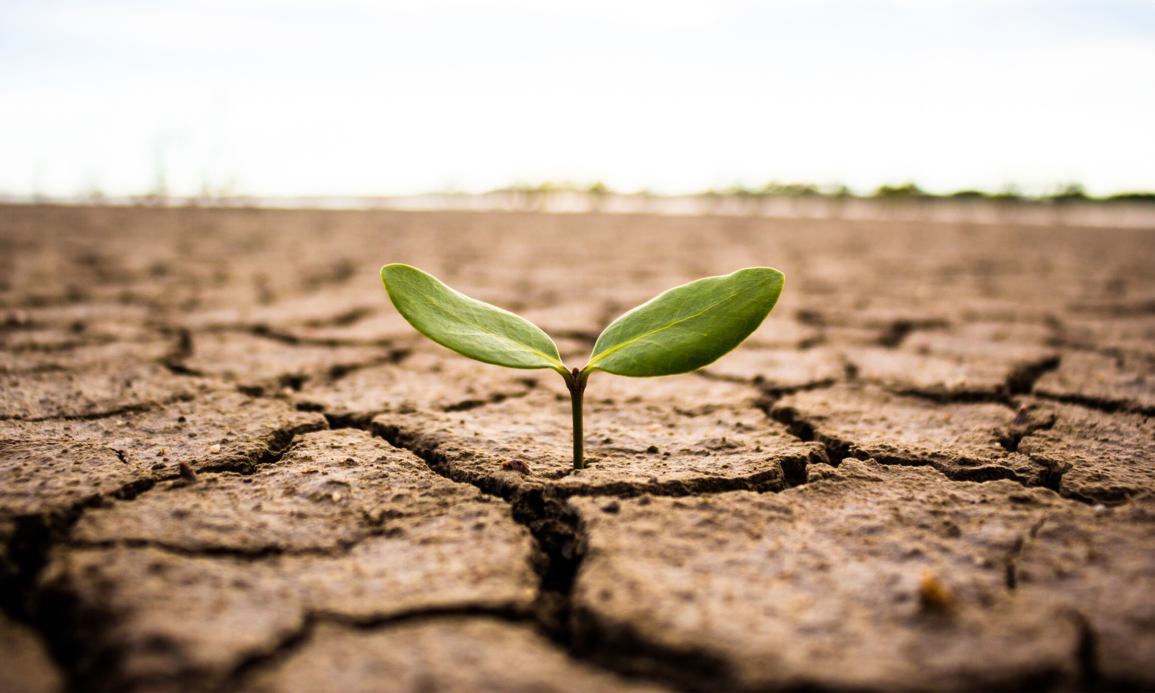 Opportunity amid crisis: How composable commerce empowered 3 B2Bs during COVID-19