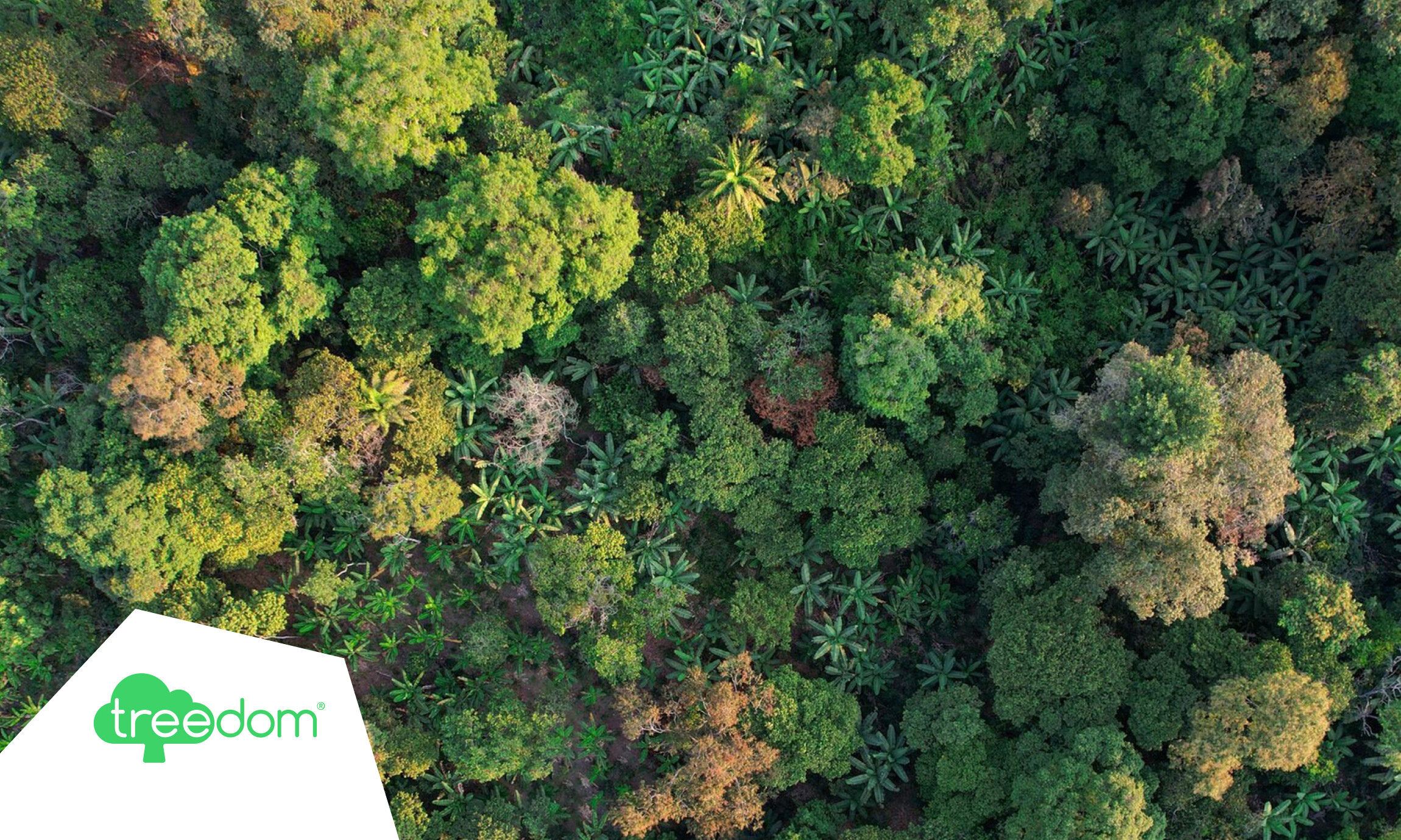 Treedom's eCommerce migration to commercetools