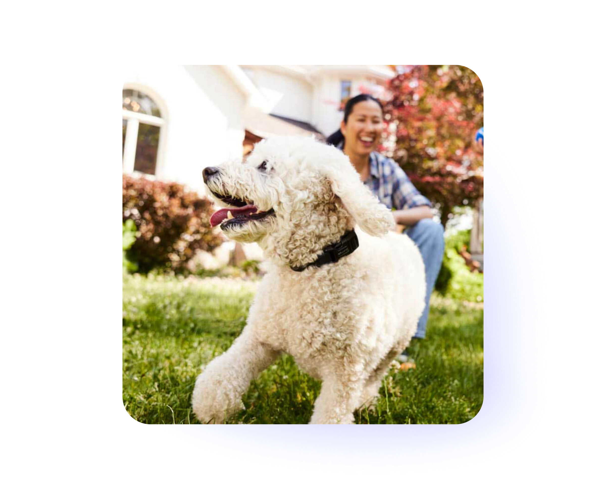 How Pet Valu unified physical and digital experiences, accelerating time to market by 40%