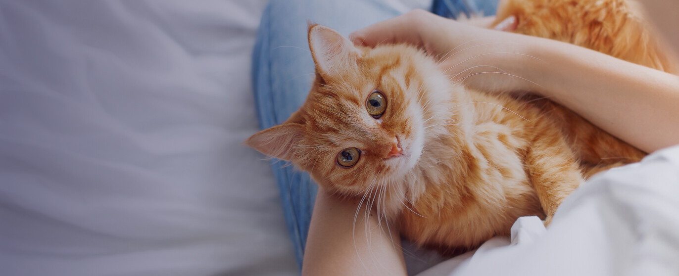 Pet Circle stage image