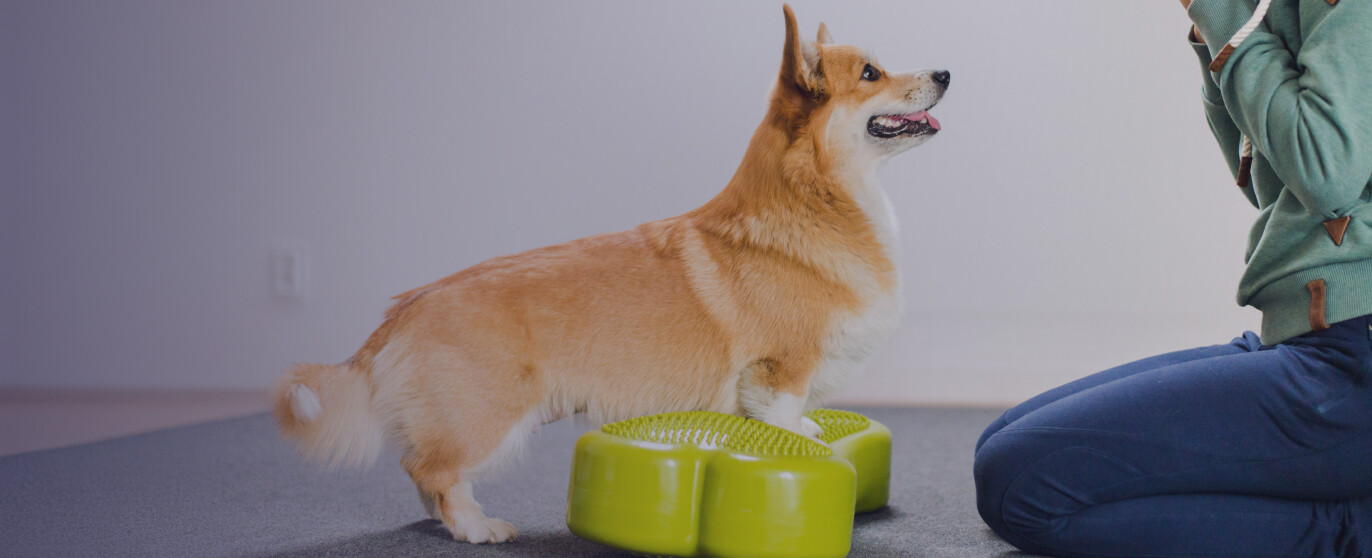 petsmart stage image