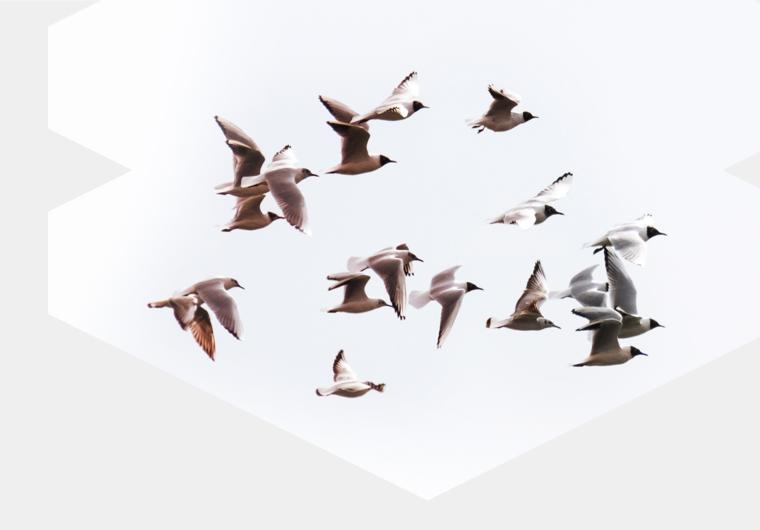 A technical guide for developers that guides them through a replatform from legacy Oracle Commerce to the flexible and agile solution from commercetools.